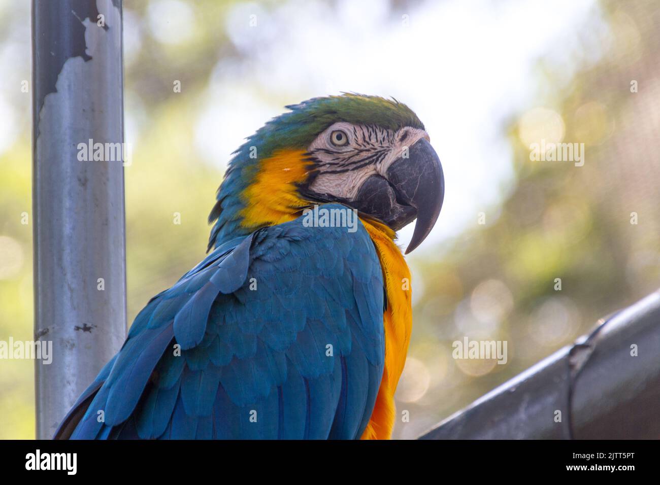 macaw appoggiato su un ramo di albero all'aperto a rio de janeiro Brasile. Foto Stock