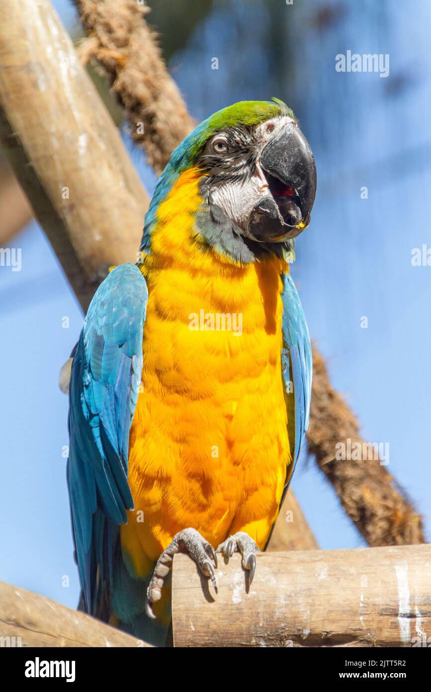 macaw appoggiato su un ramo di albero all'aperto a rio de janeiro Brasile. Foto Stock