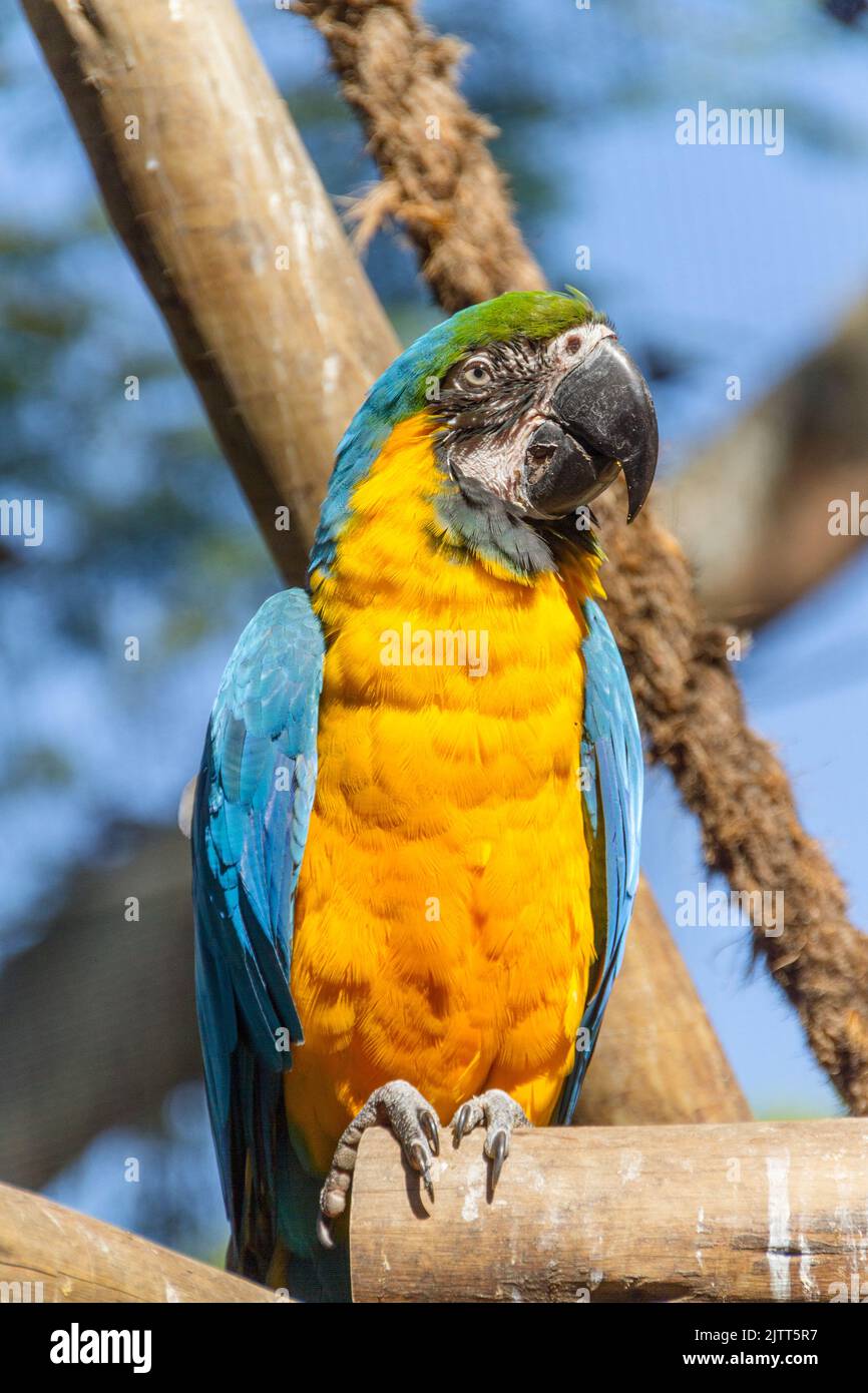macaw appoggiato su un ramo di albero all'aperto a rio de janeiro Brasile. Foto Stock