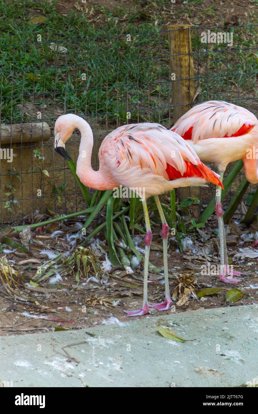 Fenicotteri all'aperto in un lago di Rio de Janeiro Brasile. Foto Stock