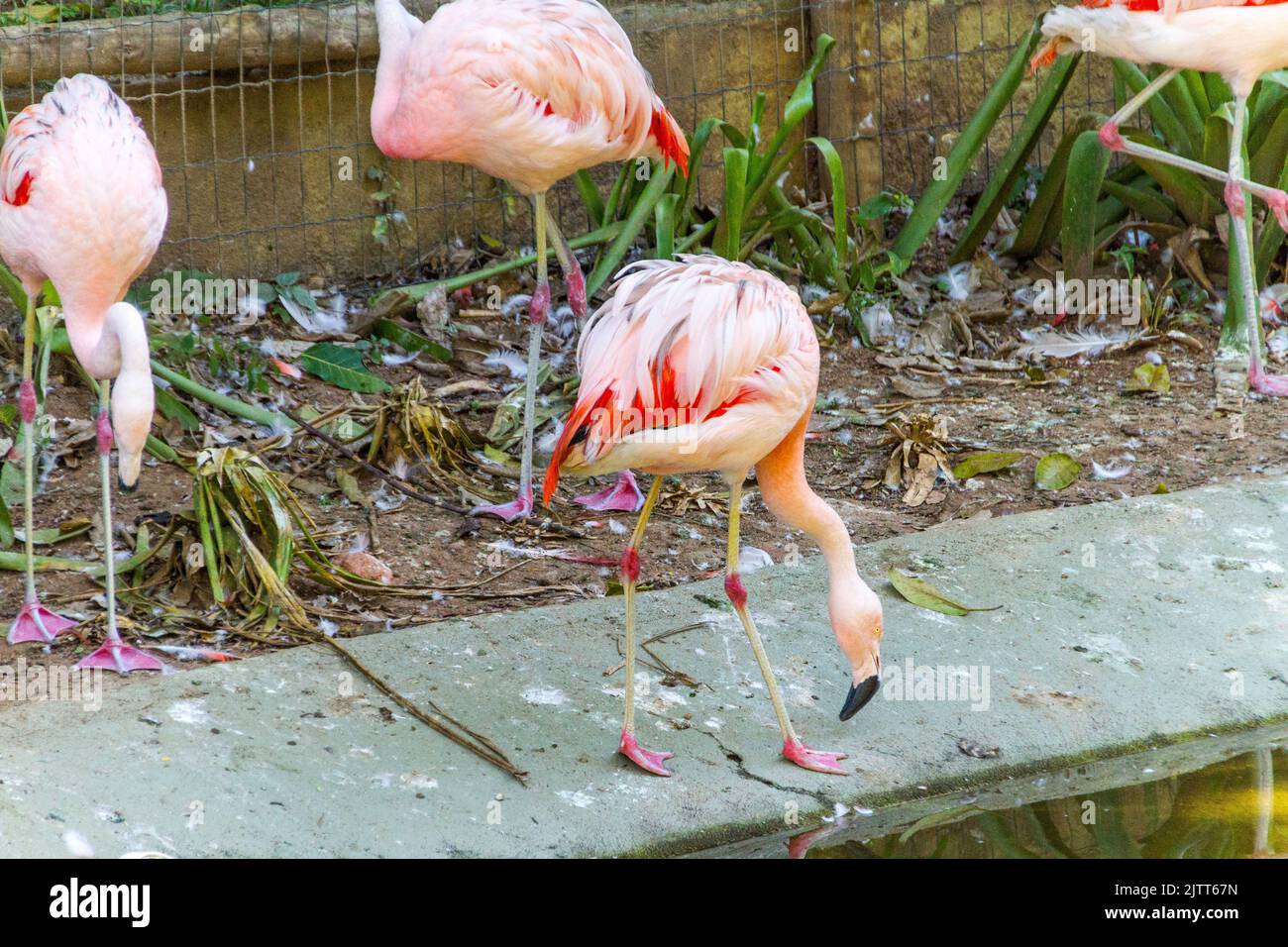 Fenicotteri all'aperto in un lago di Rio de Janeiro Brasile. Foto Stock