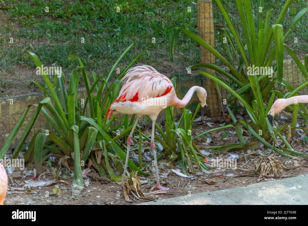 Fenicotteri all'aperto in un lago di Rio de Janeiro Brasile. Foto Stock