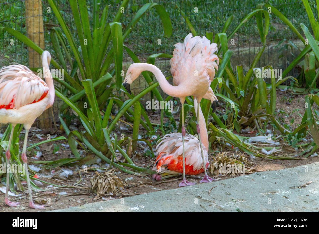 Fenicotteri all'aperto in un lago di Rio de Janeiro Brasile. Foto Stock