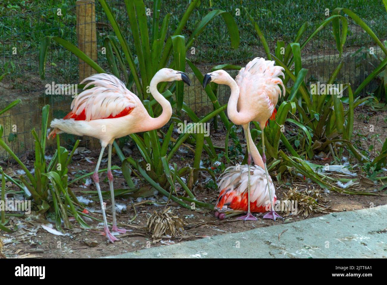Fenicotteri all'aperto in un lago di Rio de Janeiro Brasile. Foto Stock