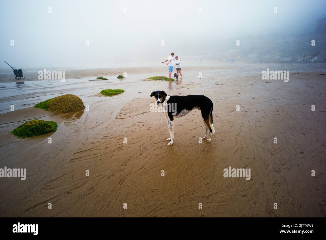 Cane di salvataggio Greyhound in una giornata d'estate nebbiosa a Cayton Bay, North Yorkshire Foto Stock