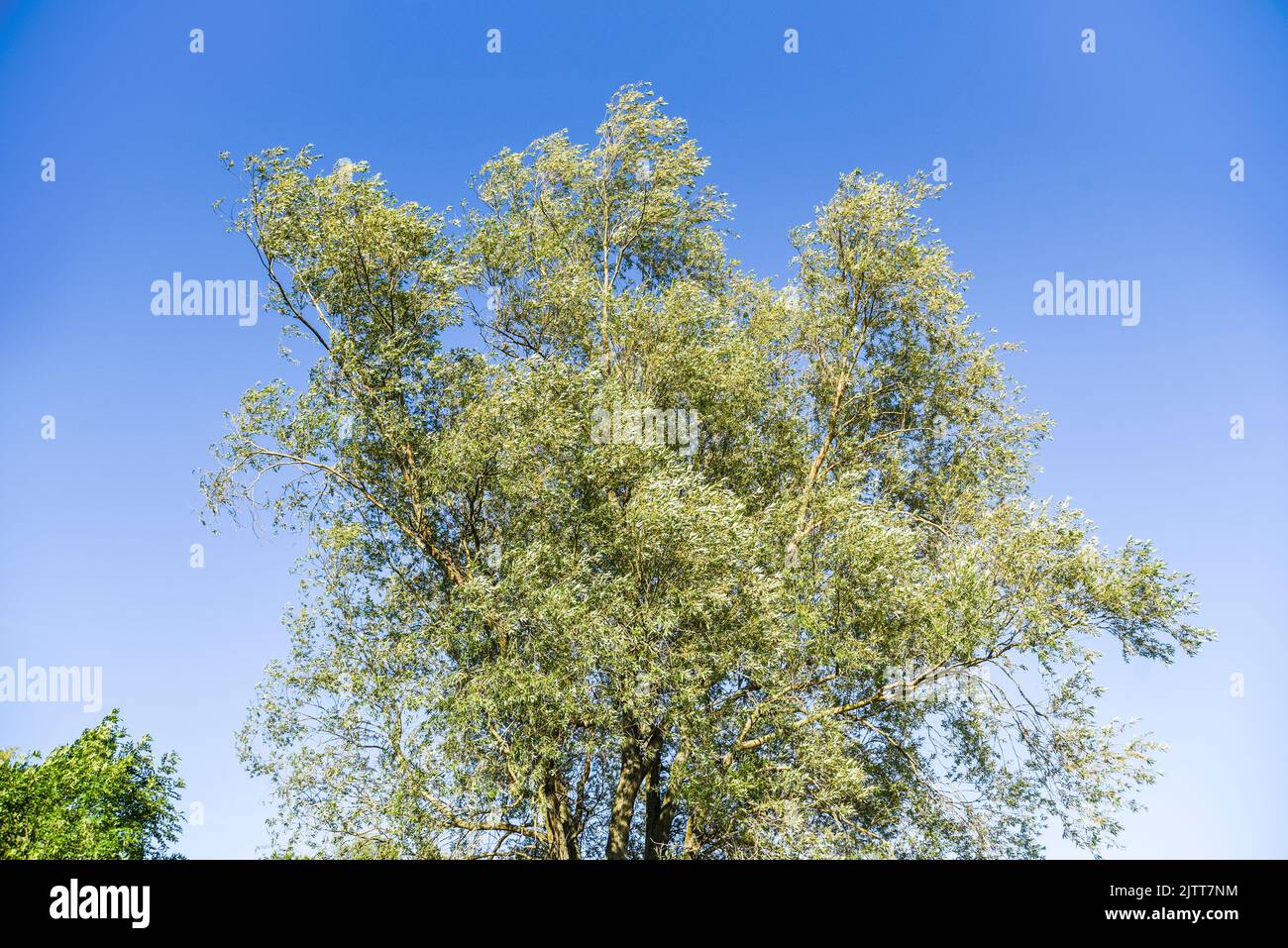Salice con foglie verdi in una giornata di sole. Foto Stock