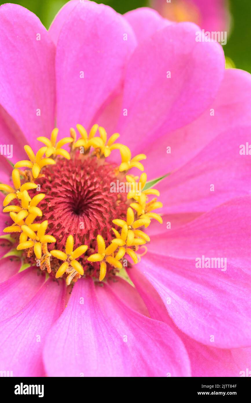 Fiore di Zinnia Rosa con Centro giallo e arancione primo piano Foto Stock