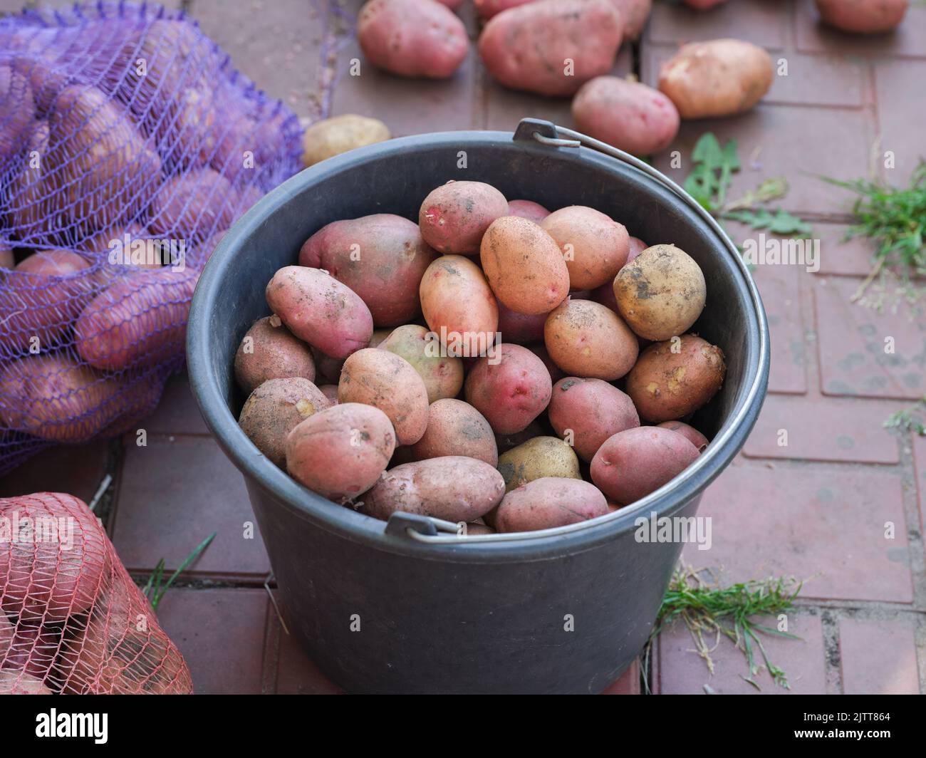 Patate appena raccolte giacenti in un secchio con altre patate giacenti intorno ad esso. Primo piano. Foto Stock
