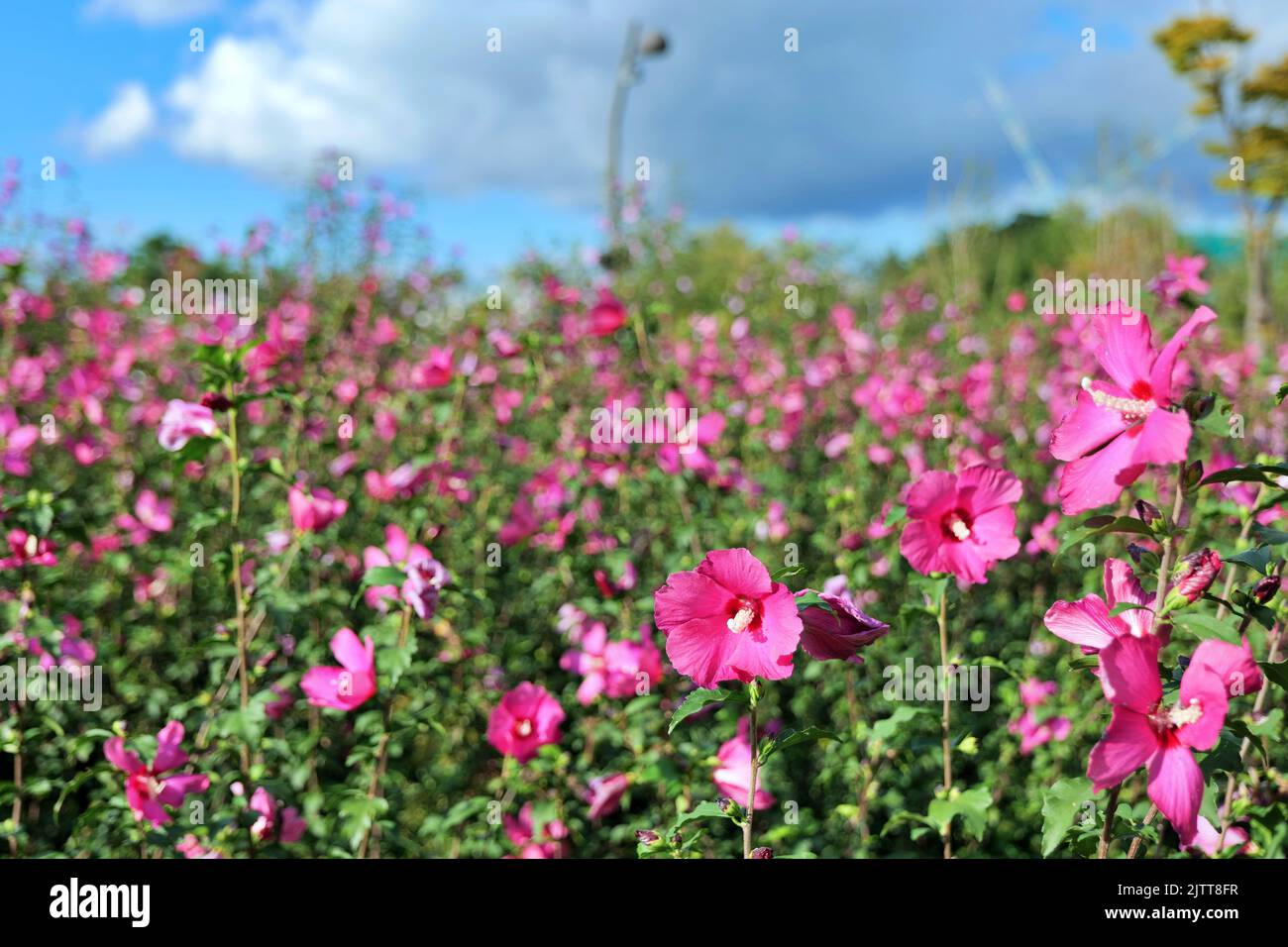 히비스커스와 하늘 Foto Stock