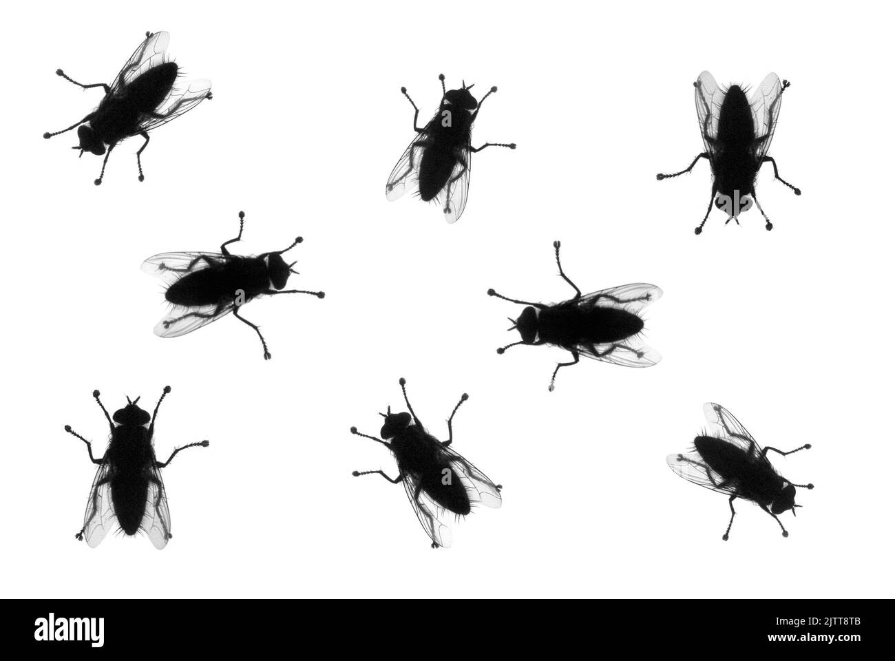 Casalinghe comuni Musca domestica in varie posizioni, silhouette isolata su taglio bianco Foto Stock