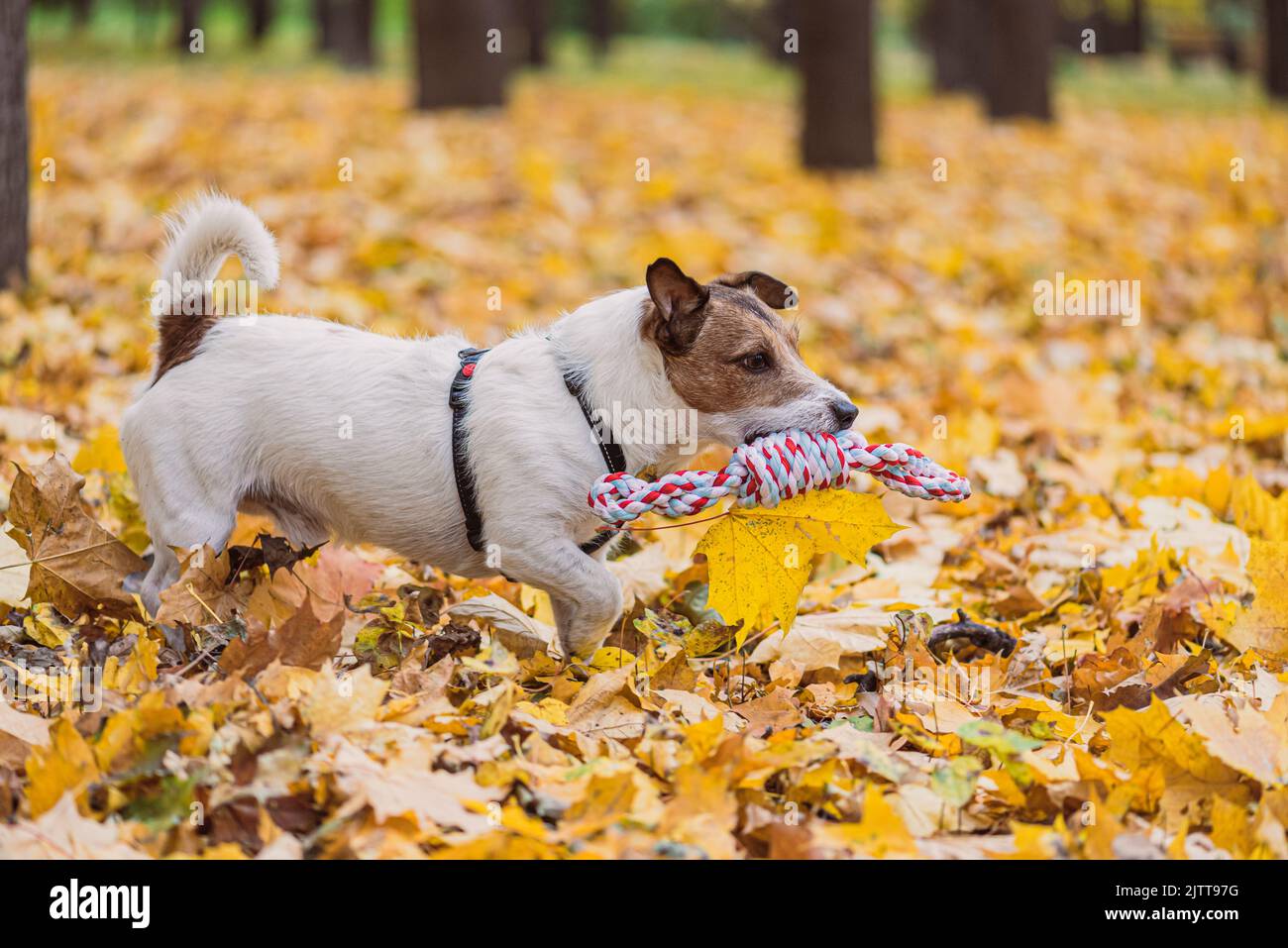 Jack Russell Terrier cane che corre nel parco autunnale con corda giocattolo per il gioco del rimorchiatore di guerra. Vista del profilo. Foto Stock