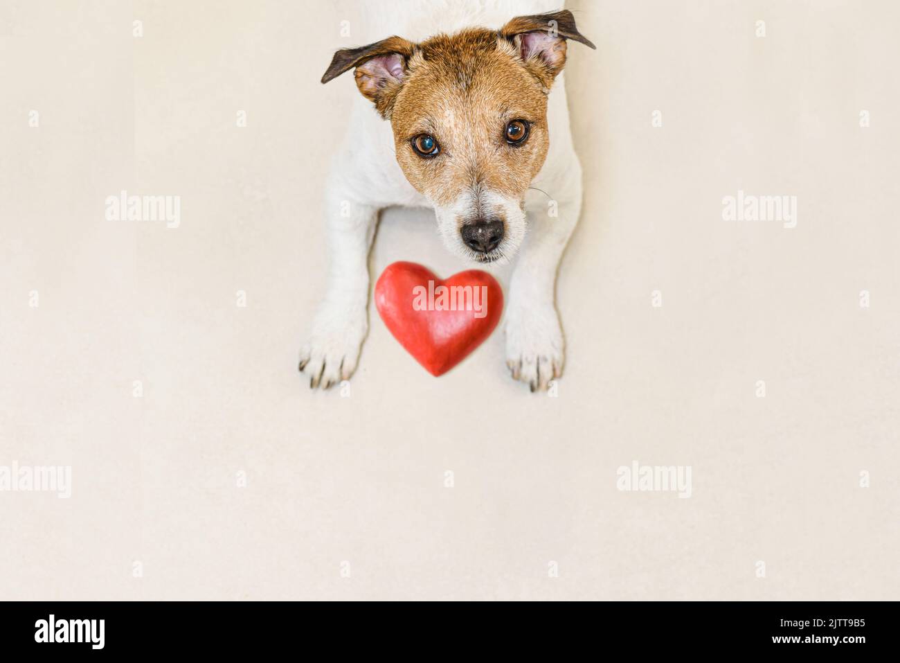 Concetto di amore e gratitudine con cuore rosso che si posa tra zampe di cane carino guardando in su Foto Stock
