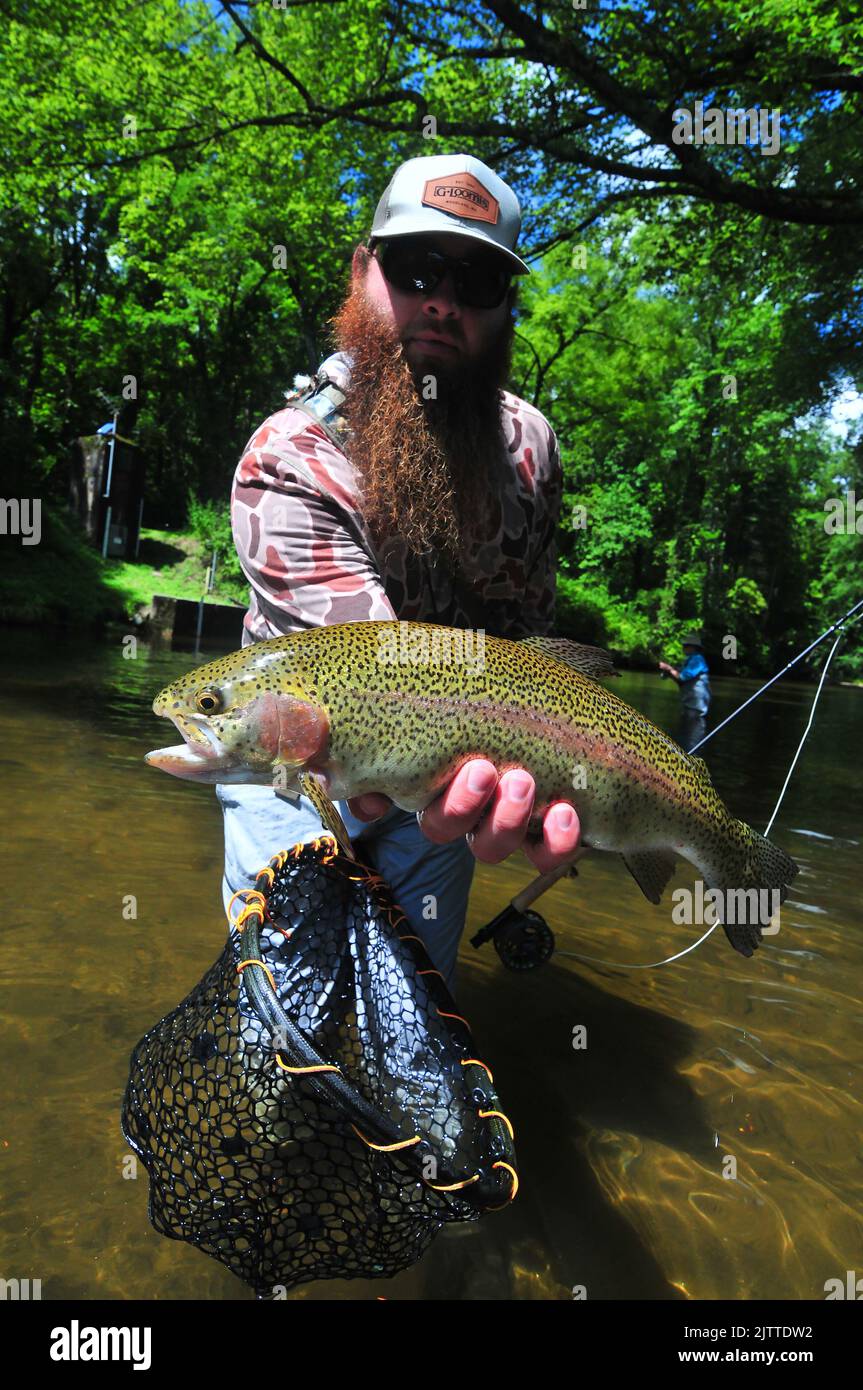 Un pescatore di trote lavora una tranquilla piscina del fiume Davidson nelle Appalachian Mountains del North Carolina. Foto Stock