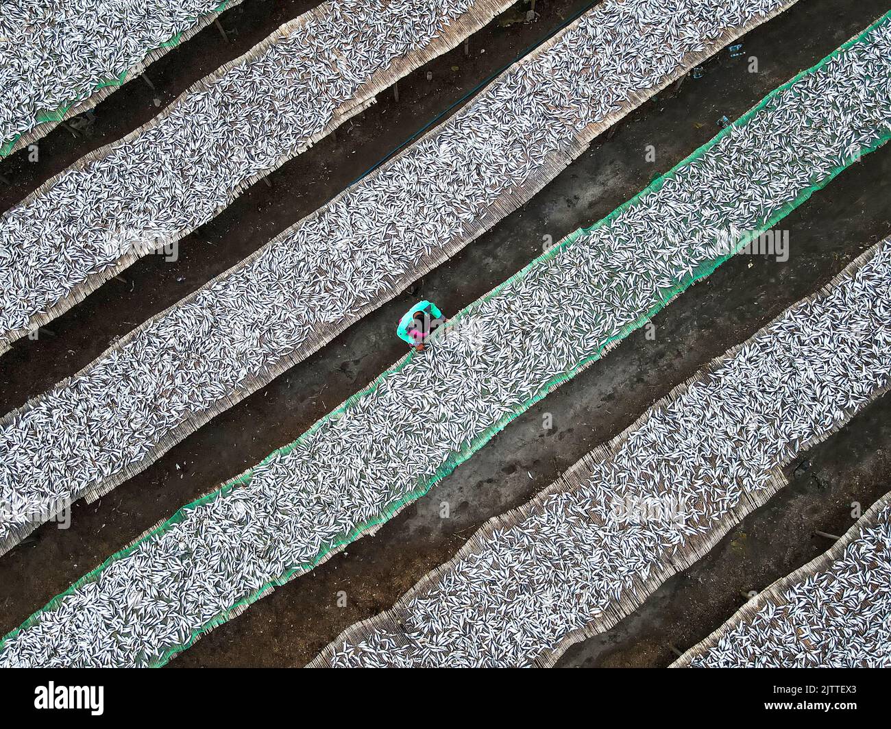 Vista aerea della lavorazione del pesce essiccato. Uno dei metodi più vecchi di conservazione di cibo è cibo che asciuga. Asciugare o conservare pesce essiccato al sole è un metodo di tenere il pesce al sole per rimuovere l'acqua. A causa dell'acqua, diversi microrganismi sopravvivono e aiutano il pesce a decomporsi. Attualmente molte famiglie di pescatori in Bangladesh hanno assunto questo lavoro come professione. Il sito di 300 acri a Najirar Tek nel Bazar di Cox è la più grande pianta di pesce secco in Bangladesh, con circa 5.000 lavoratori che tendono a loro e anche asciugarli su tavoli di legno. Bangladesh. Foto Stock