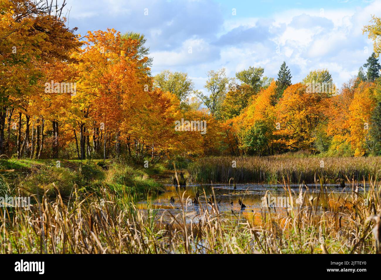 Colori autunnali in giallo e arancio ricco circondano uno stagno nella valle di Snoqualmie Foto Stock