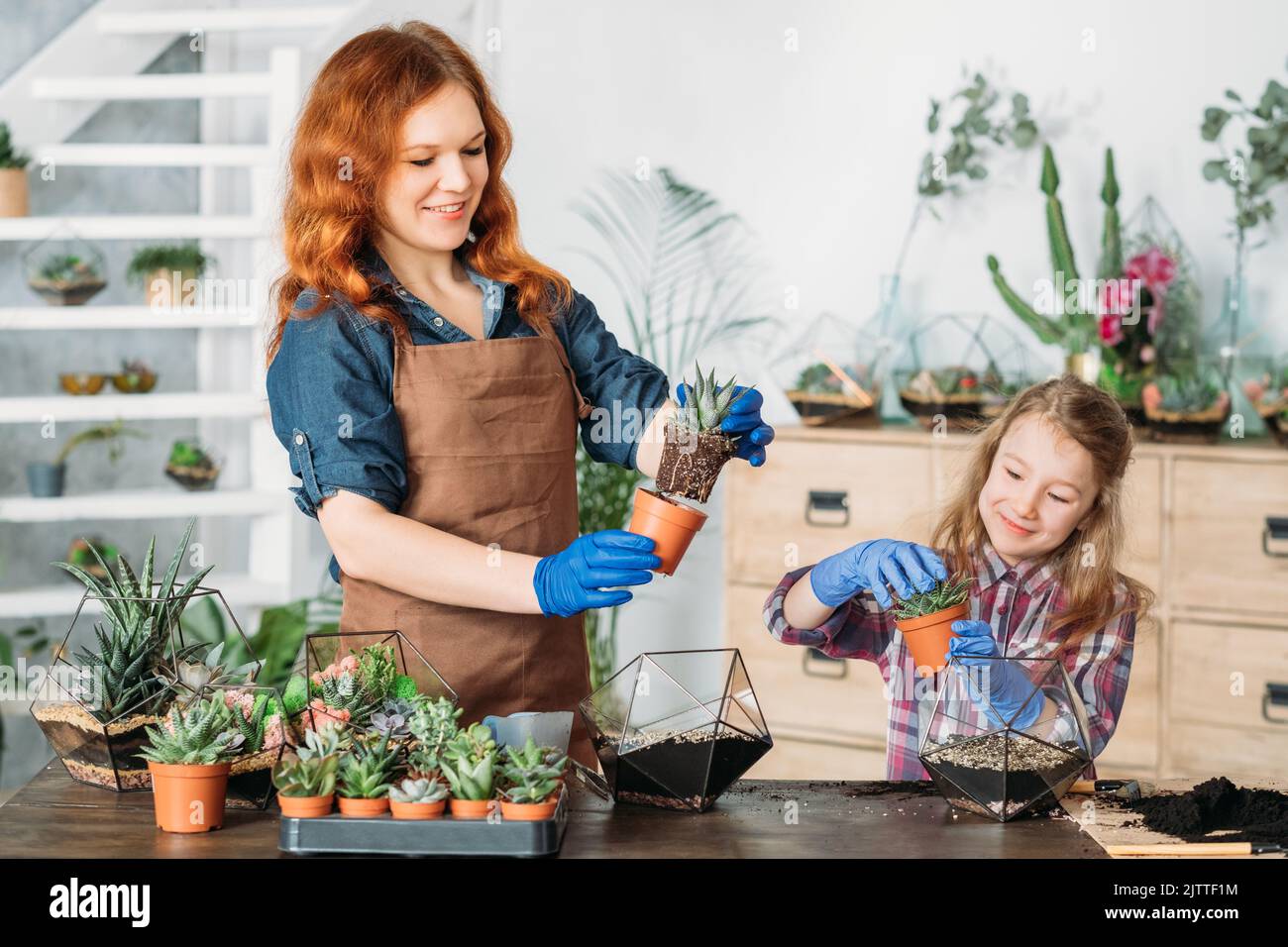 faid florarium famiglia business piantando succulents Foto Stock