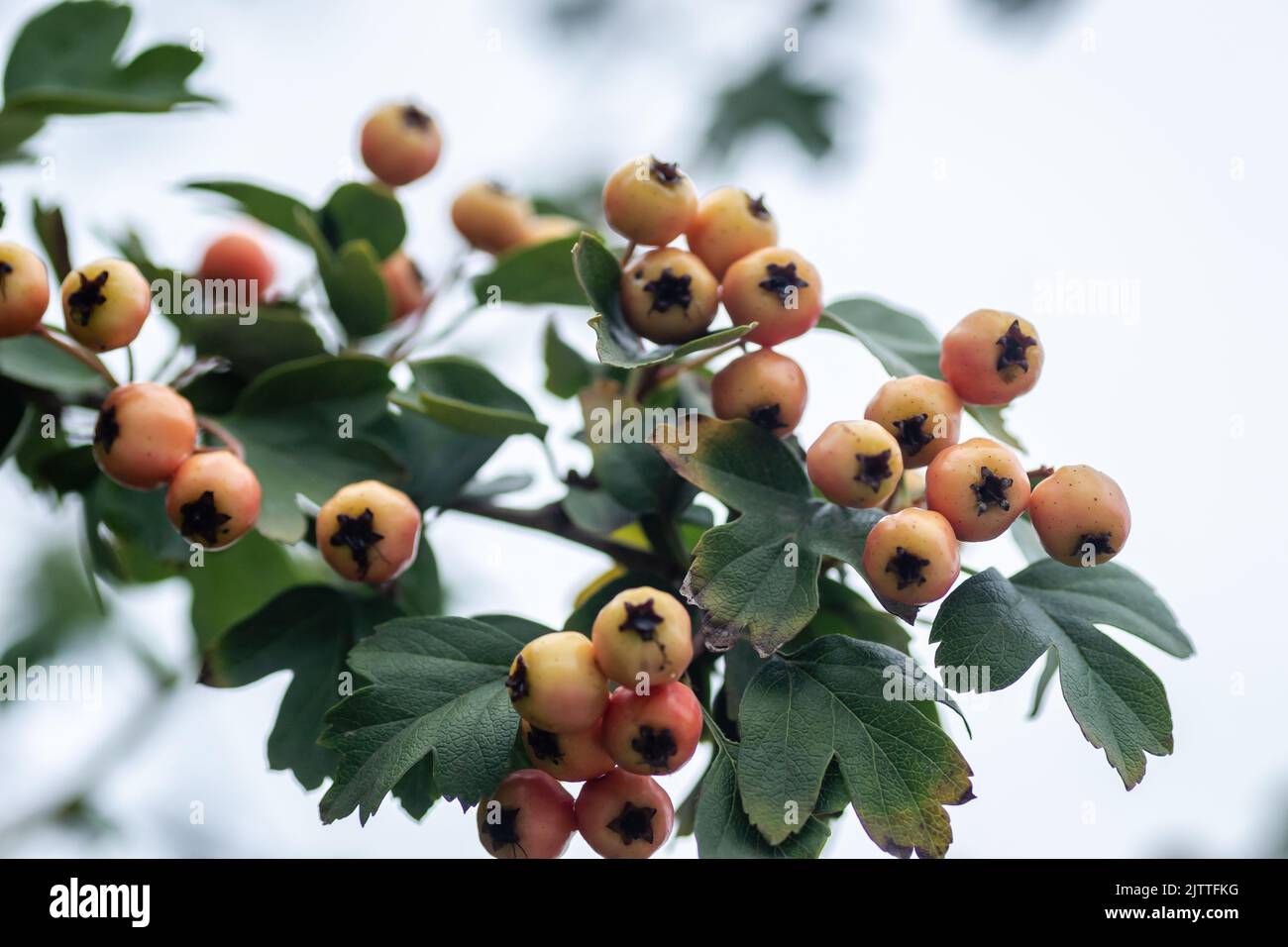 Frutti immaturi su un albero Crataegus in estate. Crataegus biancospino, biancospino, ananas, albero di maggio, biancospino, frutti di bosco maturi rossi sul ramo wit Foto Stock