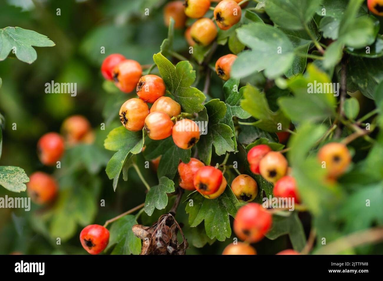 Frutti immaturi su un albero Crataegus in estate. Crataegus biancospino, biancospino, ananas, albero di maggio, biancospino, frutti di bosco maturi rossi sul ramo wit Foto Stock