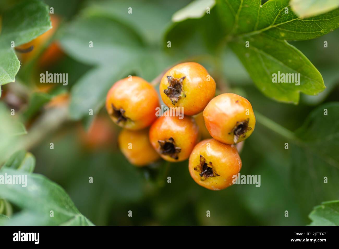 Frutti immaturi su un albero Crataegus in estate. Crataegus biancospino, biancospino, ananas, albero di maggio, biancospino, frutti di bosco maturi rossi sul ramo wit Foto Stock