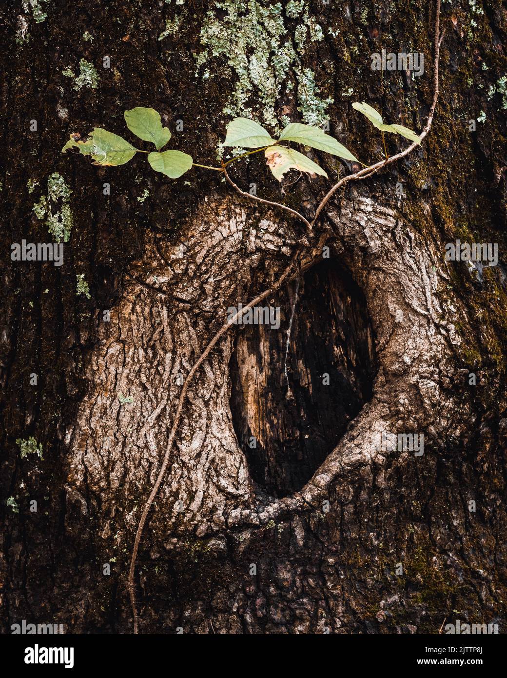 Un colpo verticale di un albero cavo su un tronco di albero Foto Stock