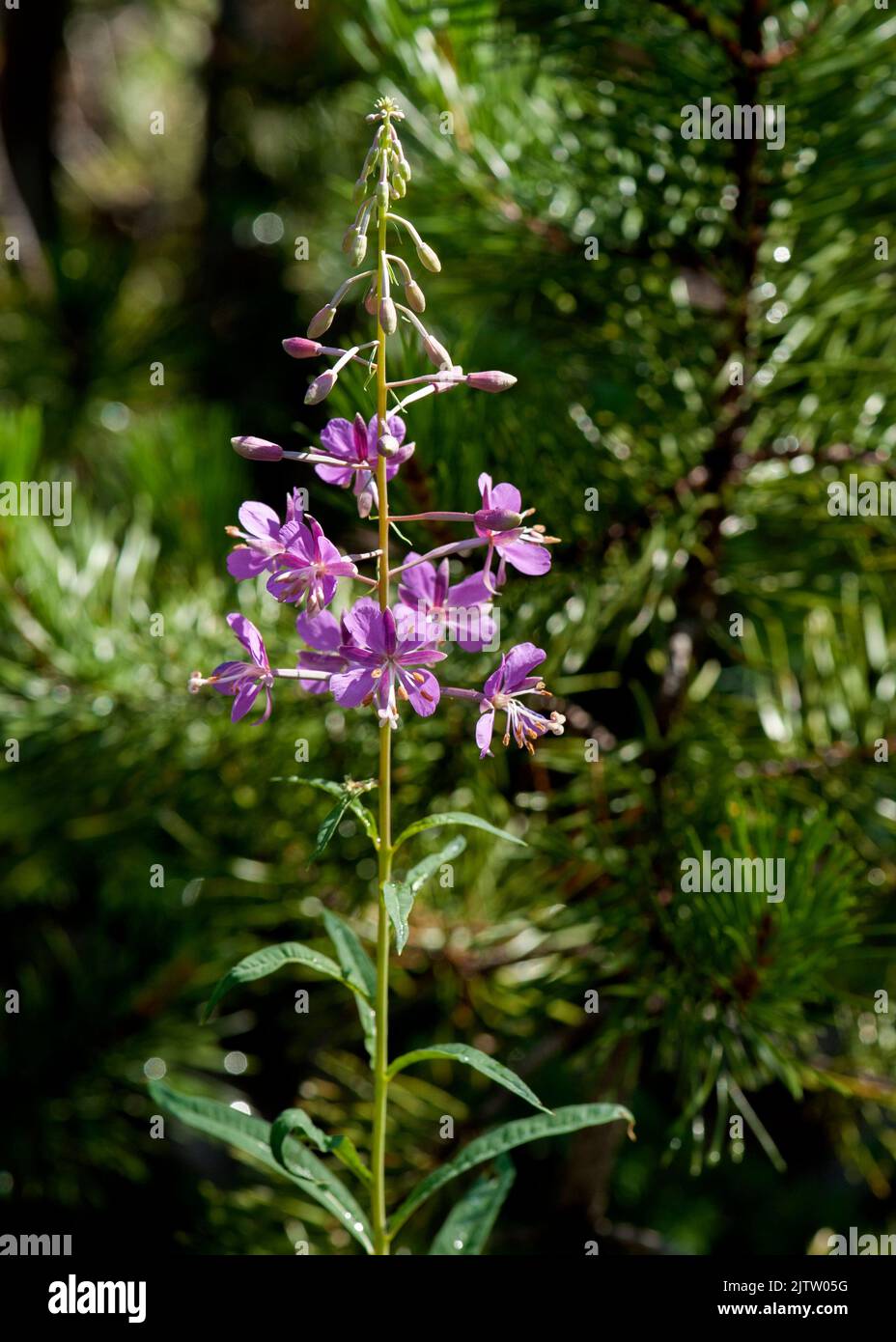L'erbaccia di fuoco (Chamaenerion angustifolium aka Chamerion angustifolium ed Epilobium angustifolium) in una foresta del nord-ovest del Pacifico. Foto Stock