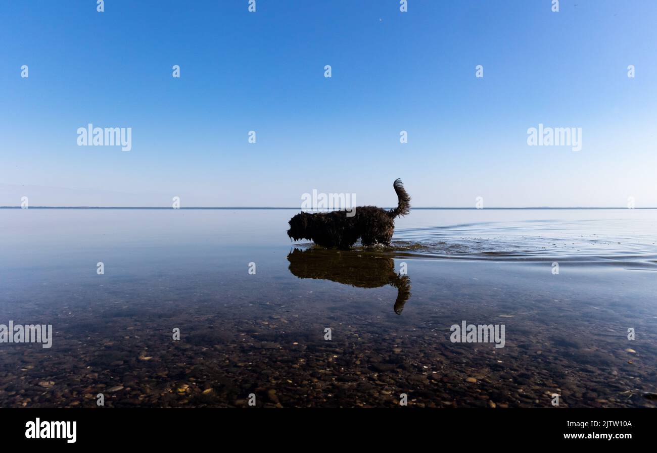 giovane cane labradoodle nero in acque limpide e calme sulla spiaggia. Infinito cielo blu che si riflette nell'acqua. Greifswalder Bodden, Mar Baltico Foto Stock