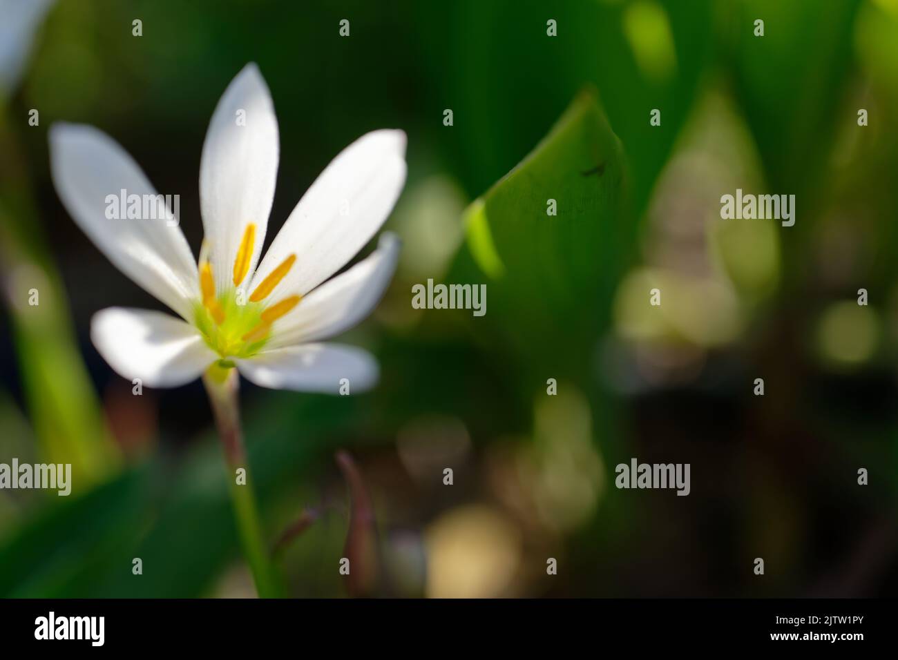 Zephyranthes candida, zephyrlily autunnale, fiore di vento bianco, giglio di pioggia bianco e giglio di palude peruviano, è una specie di giglio di pioggia. Messa a fuoco selettiva Foto Stock