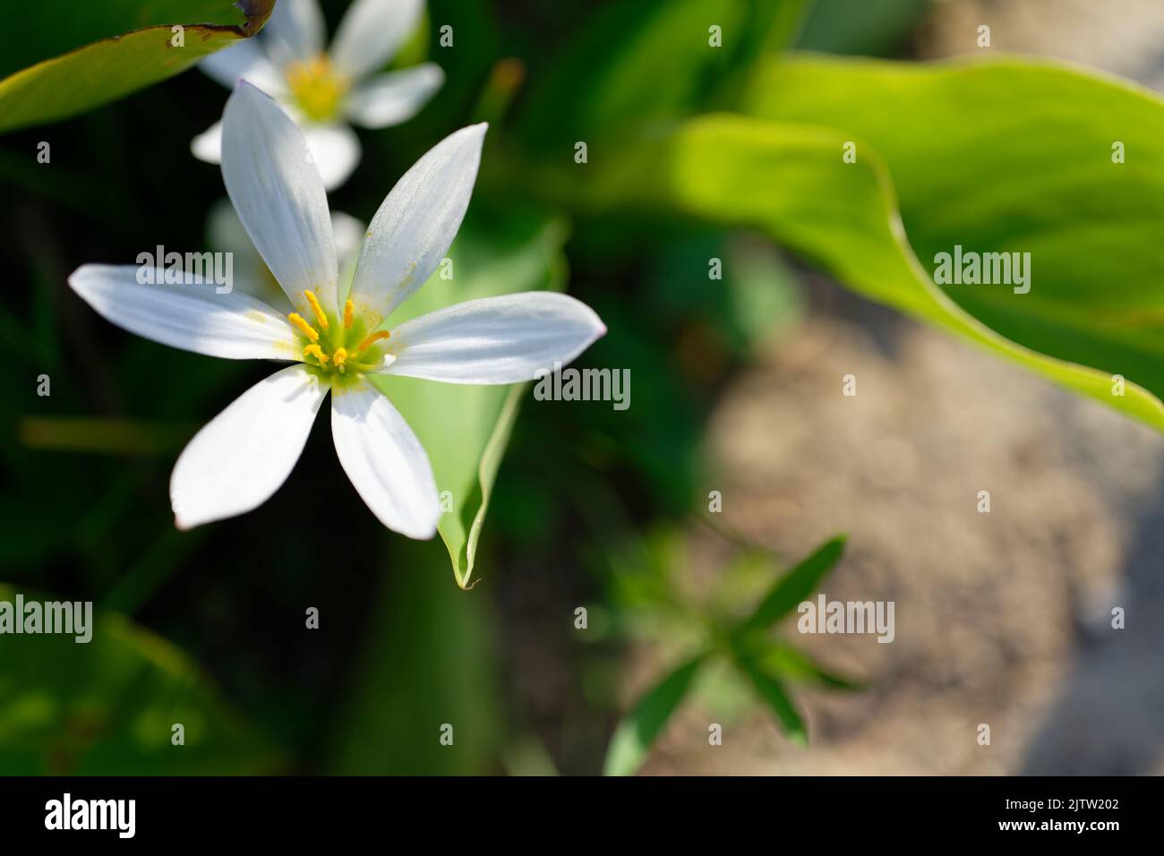 Zephyranthes candida, zephyrlily autunnale, fiore di vento bianco, giglio di pioggia bianco e giglio di palude peruviano, è una specie di giglio di pioggia. Messa a fuoco selettiva Foto Stock