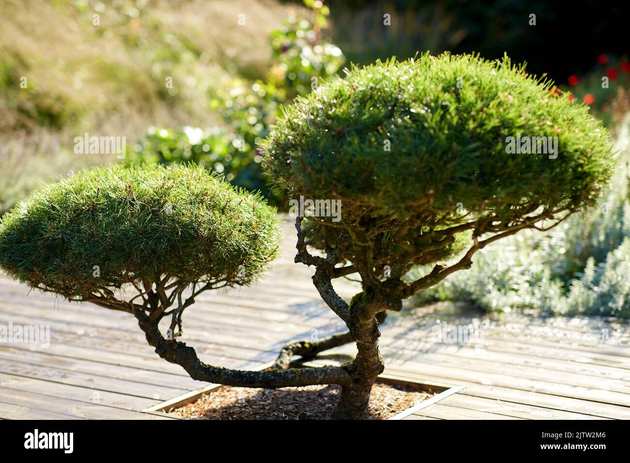 primo piano di pino bonsai che cresce in giardino Foto Stock