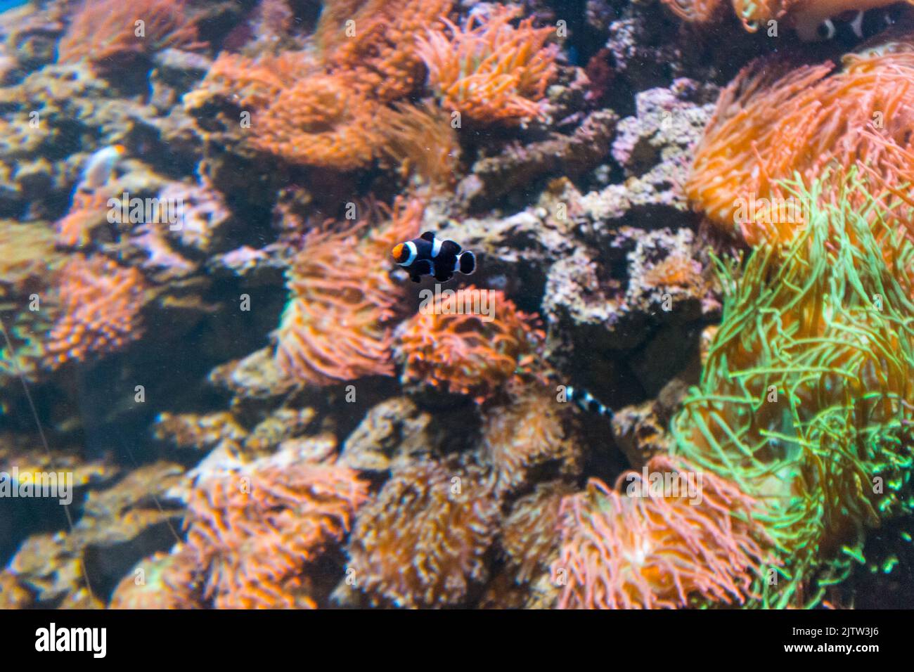 Pesce pagliaccio nemo in un acquario di Rio de Janeiro. Foto Stock