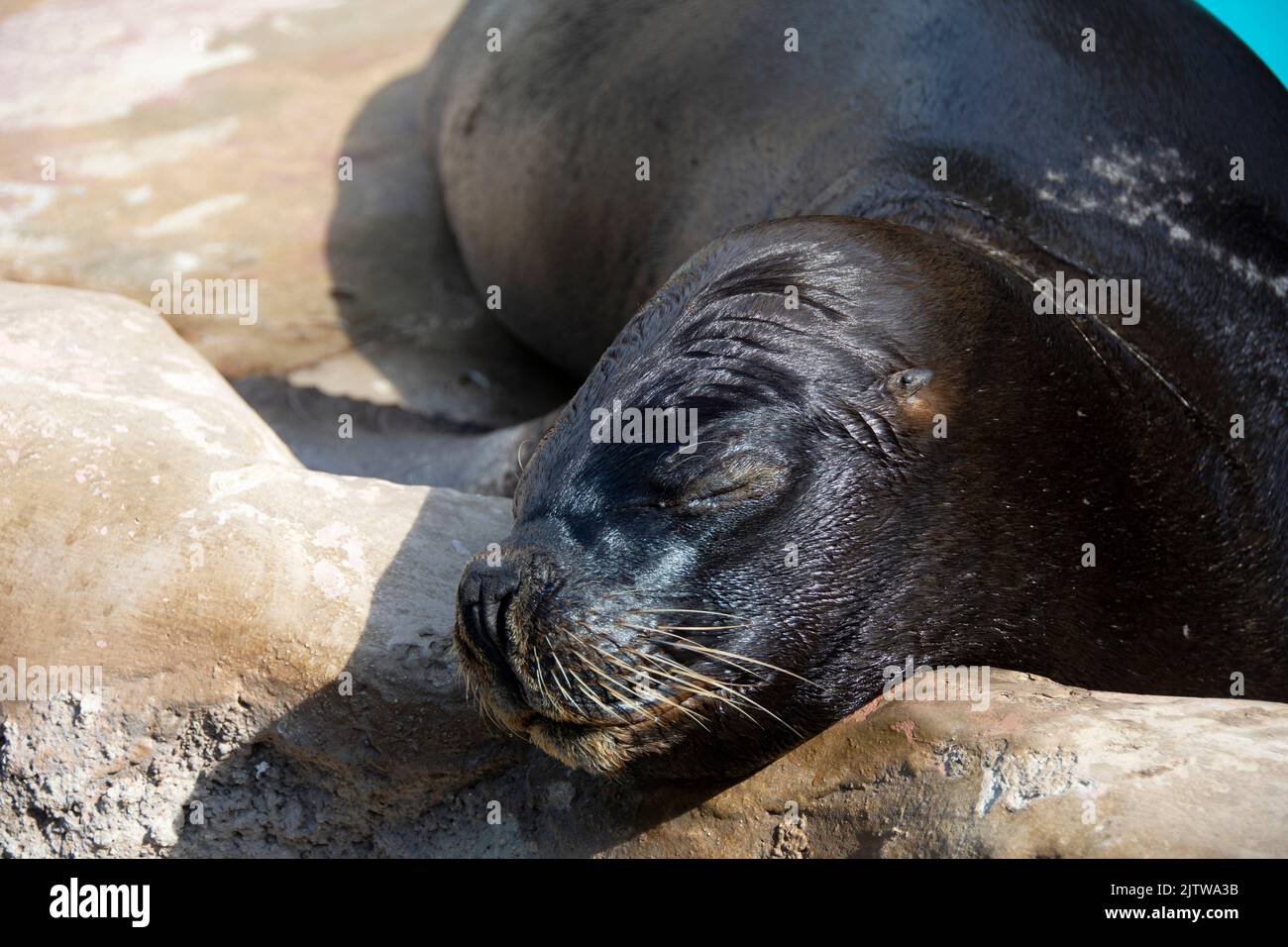 Un'immagine ravvicinata di una foca addormentata, Centro Acquatico di Cuba, l'Avana, Cuba. Foto Stock