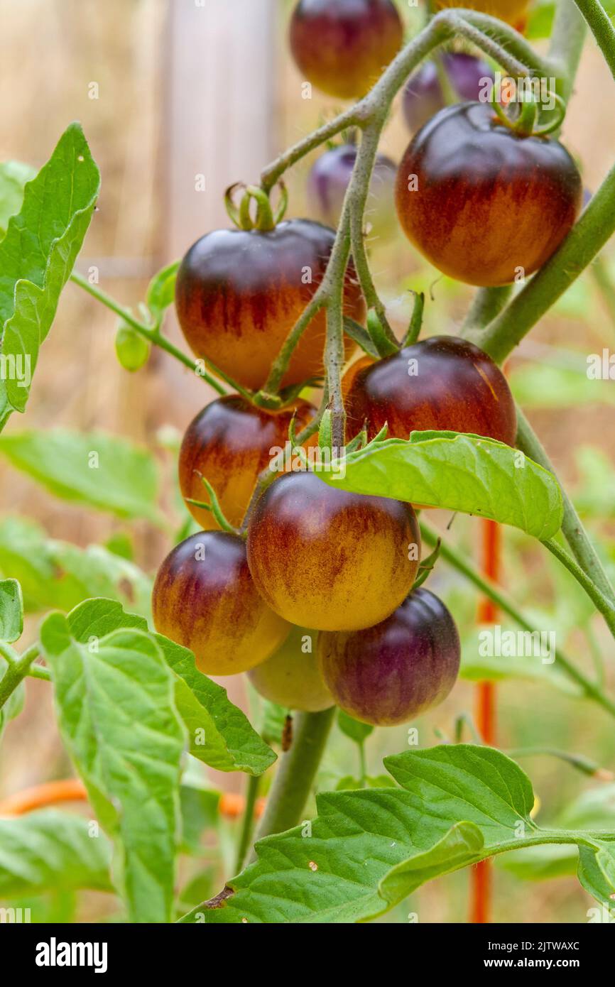 Un grappolo di pomodori Cherry di fuoco indaco maturi e quasi maturi sulla pianta (Lycopersicon esculentum) in un giardino di tarda estate. Foto Stock