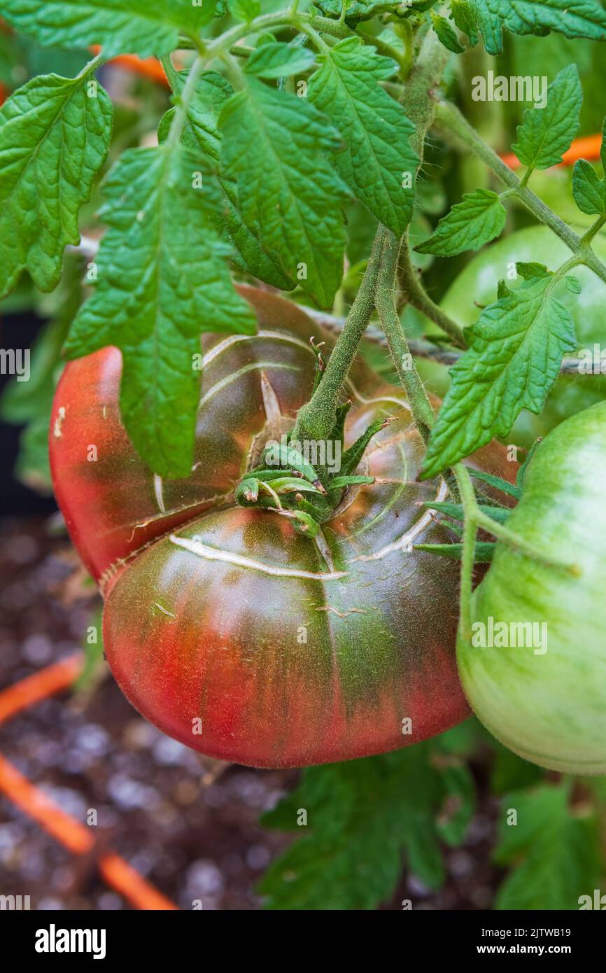 Cracking concentrico sull'estremità del gambo di un pomodoro viola Cherokee, una varietà di beefsteak di heirloom, sviluppante in un giardino domestico. Foto Stock