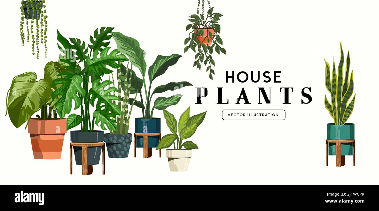 Una collezione di piante di casa al coperto. Illustrazione vettoriale Illustrazione Vettoriale