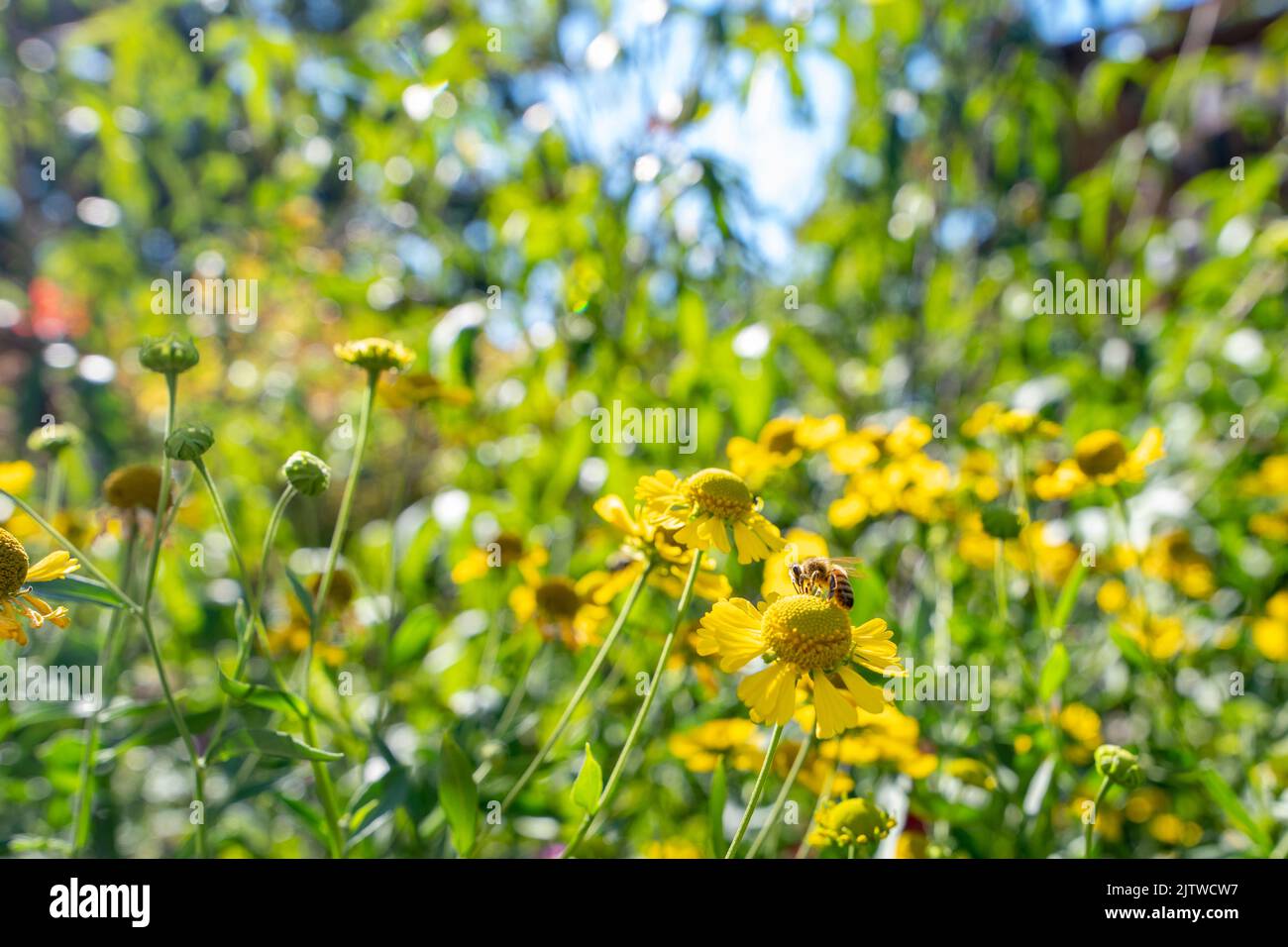 Un'ape di miele su un fiore di sneezeweed in un giardino di pioggia nel nord della Virginia Arlington S.U.A. Foto Stock