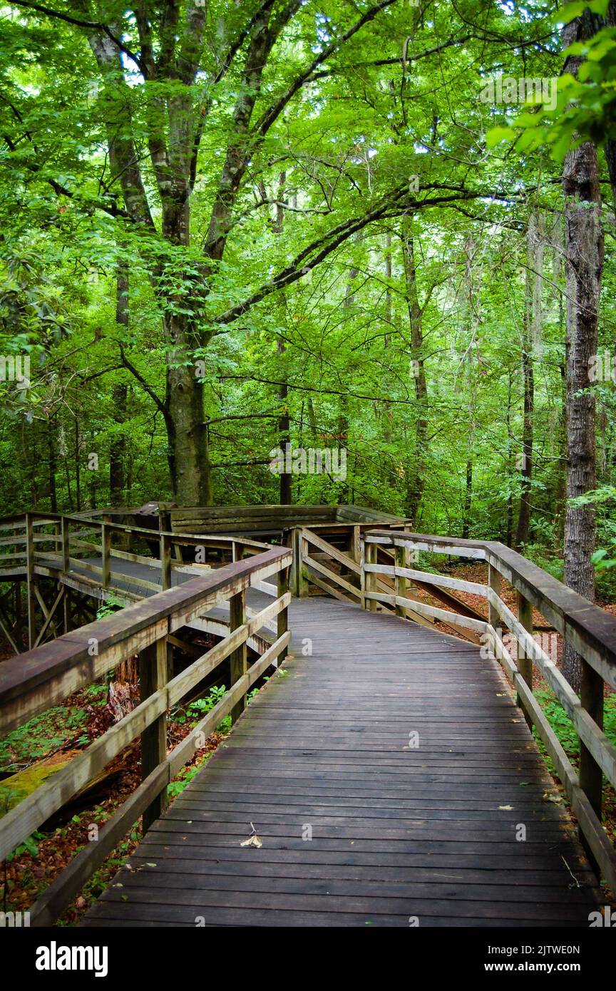 Il Congaree National Park, nel South Carolina, è la più grande area contigua di boschi di fondo degli Stati Uniti Foto Stock