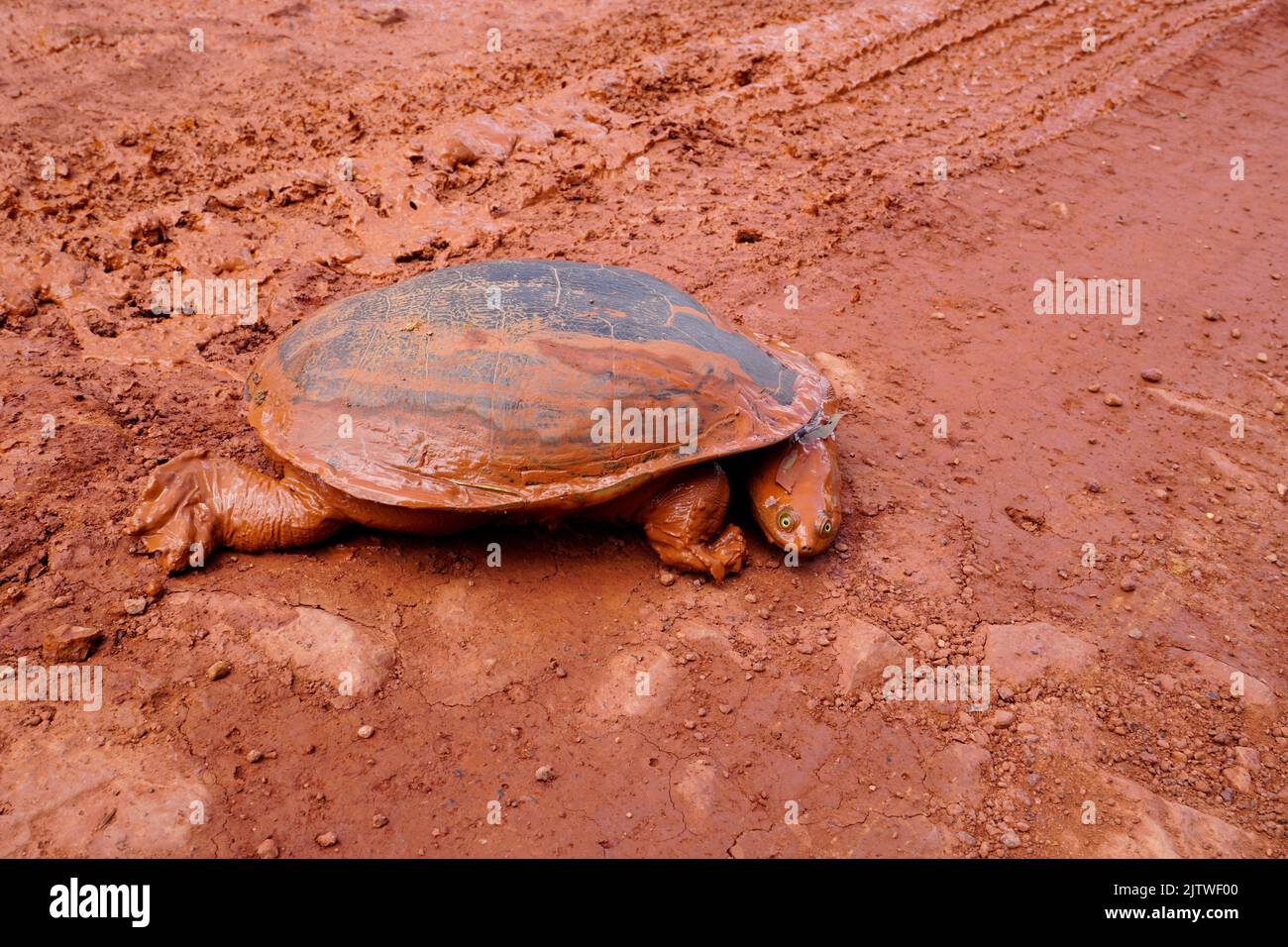 tartaruga orientale a collo lungo su una strada sterrata fangosa Cape York Australia Foto Stock