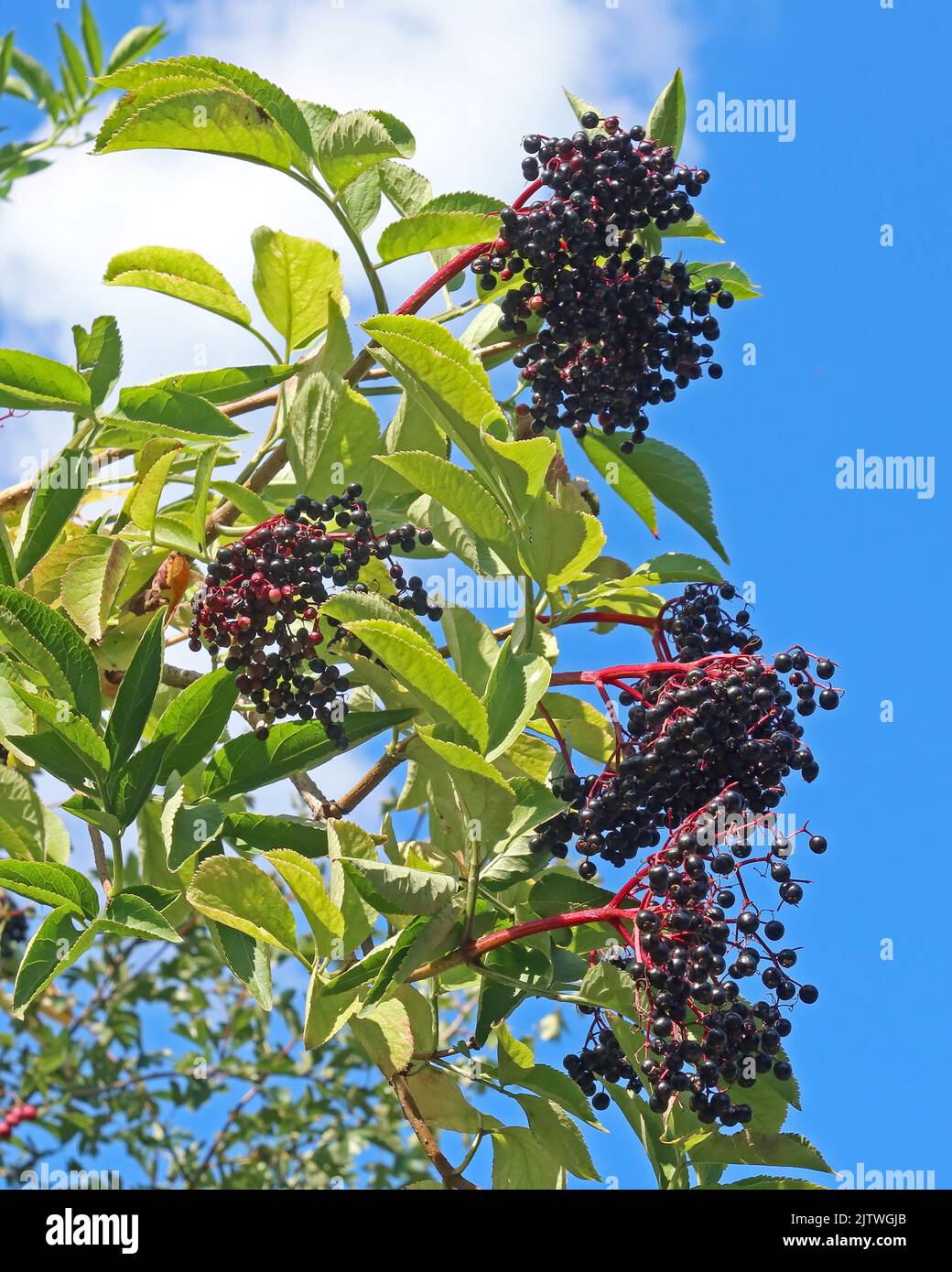 Sambuco / albero di fiori di sambuco, tarda estate, Thelwall, Warrington, Cheshie, INGHILTERRA, REGNO UNITO, WA4 WA4 2HY Foto Stock