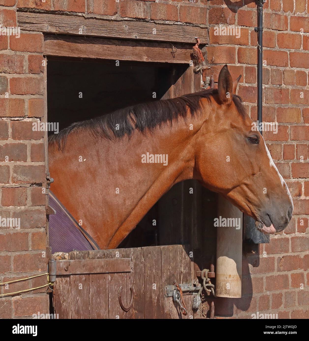 Cavallo che guarda fuori dalla stalla a Lymm Rd, Thelwall, Warrington, Cheshire, Inghilterra, REGNO UNITO, WA4 2TG Foto Stock