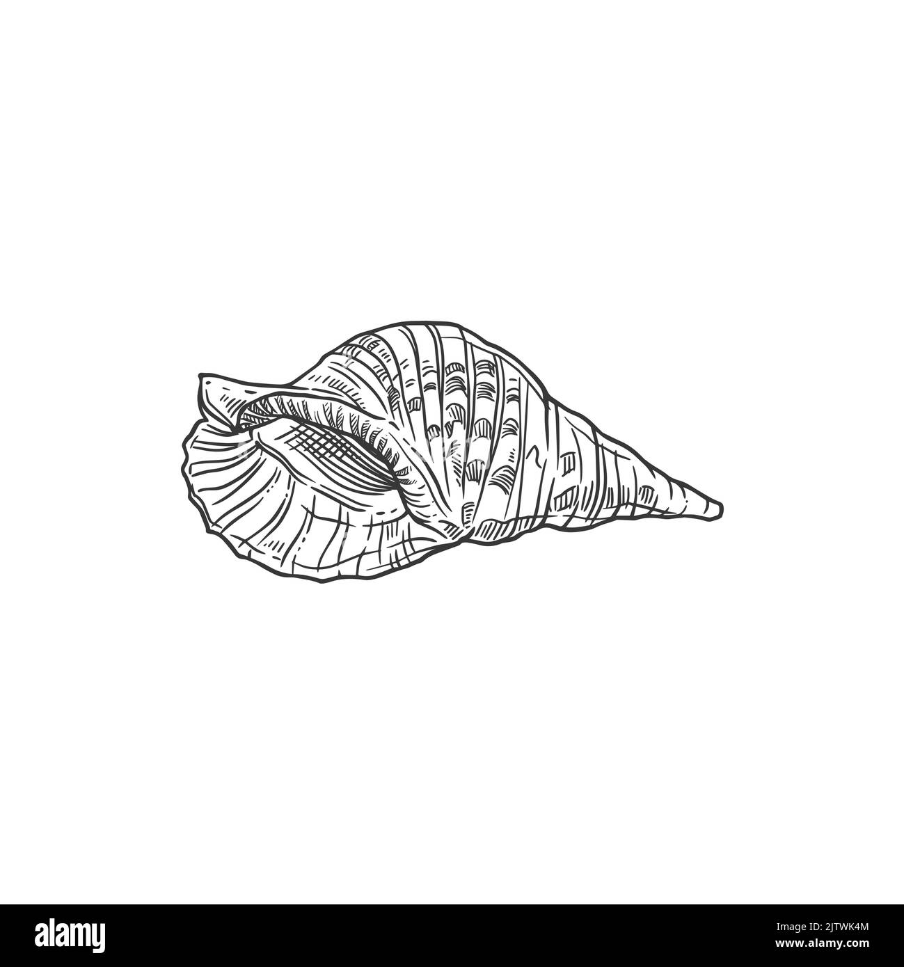 Abbozzare conchiglie, conchiglie vettoriali, vongole marine incise o crostacei. Caribbean triton Seashell sottomarino disegnato a mano mollusco isolato elemento di design su sfondo bianco Illustrazione Vettoriale