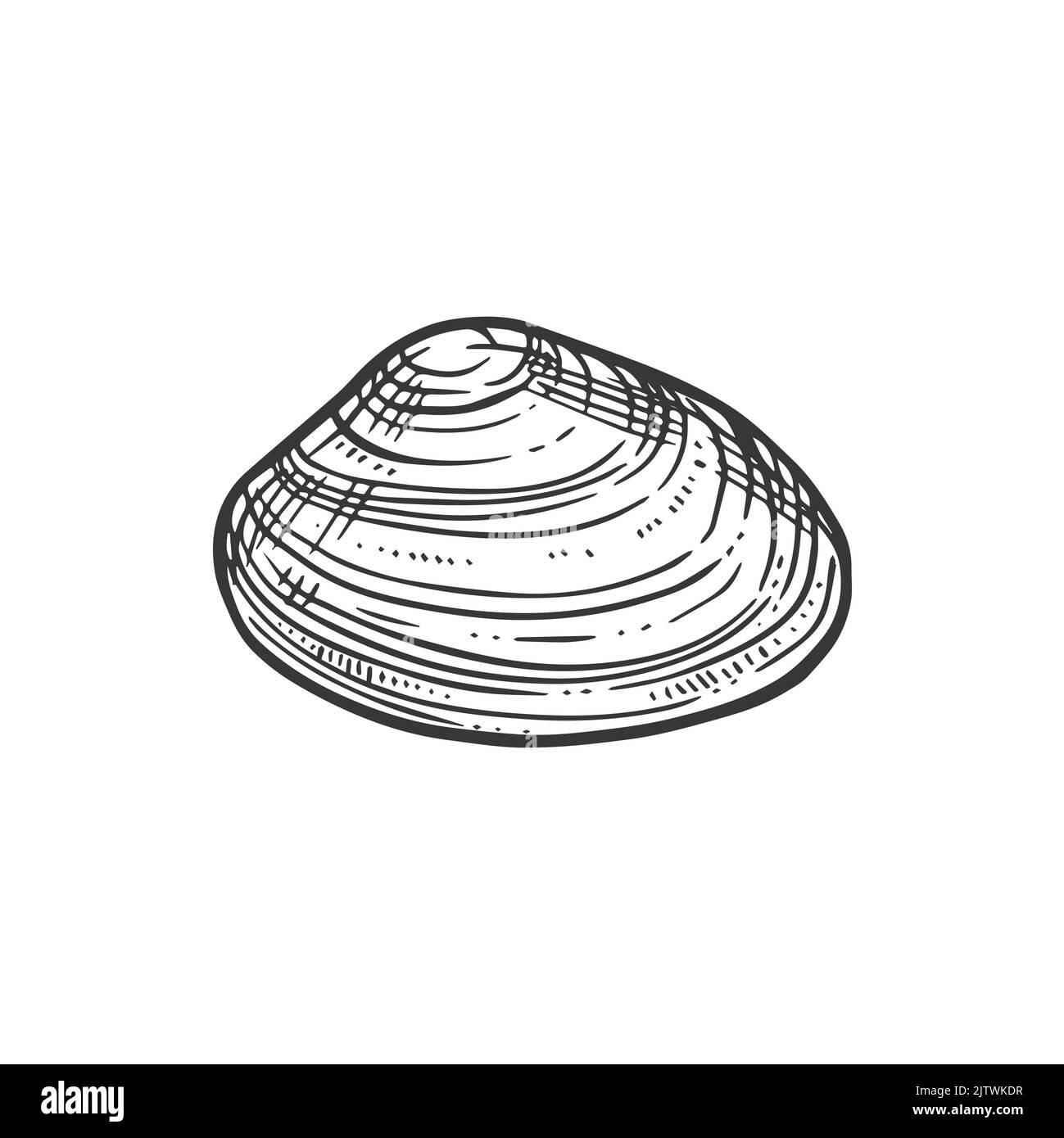 Sketch mare conchiglia, vettore conca, sunray marino inciso venere macrocallista nimbosa clam. Conchiglia di molluschi, elemento di design sottomarino disegnato a mano isolato su sfondo bianco Illustrazione Vettoriale