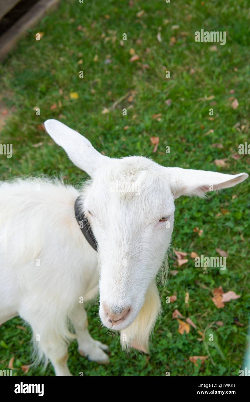 Capra mammifero bestiame animale bianco corna agricoltura erba animale, per campo di campagna in pascolo da erba giovane, carina femmina. Orecchio del villaggio, Foto Stock