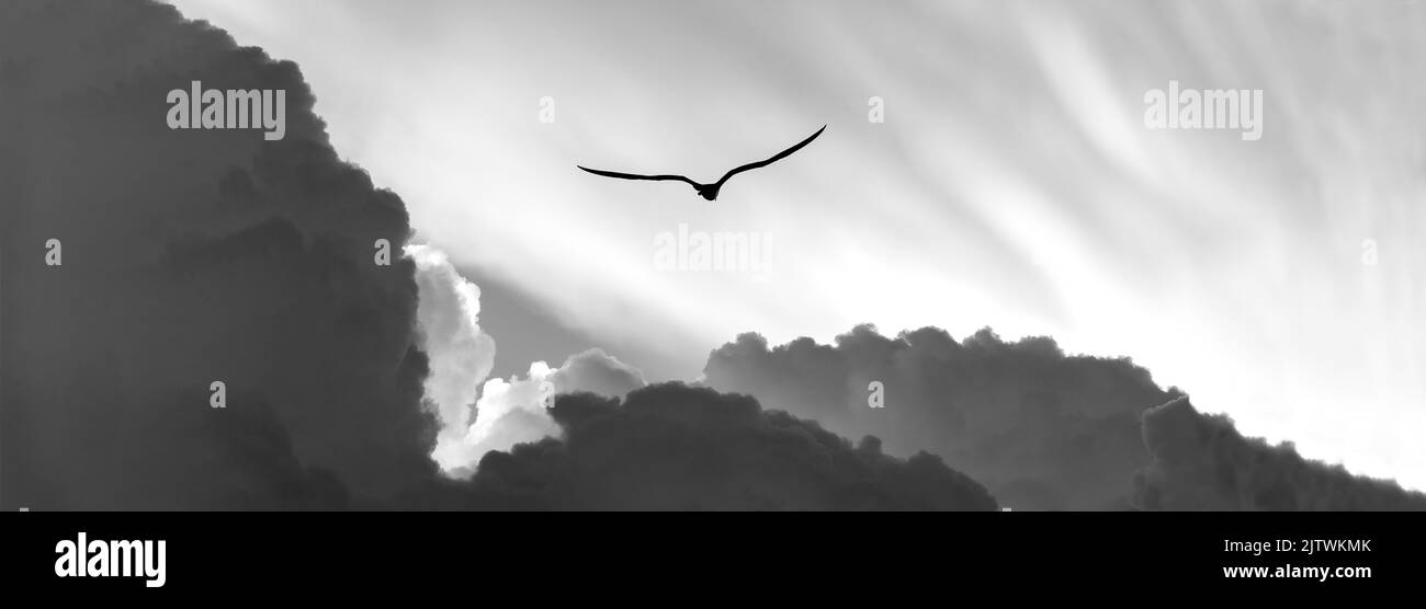 Un uccello sta diffondendo completamente le sue ali in volo in formato immagine banner bianco e nero Foto Stock