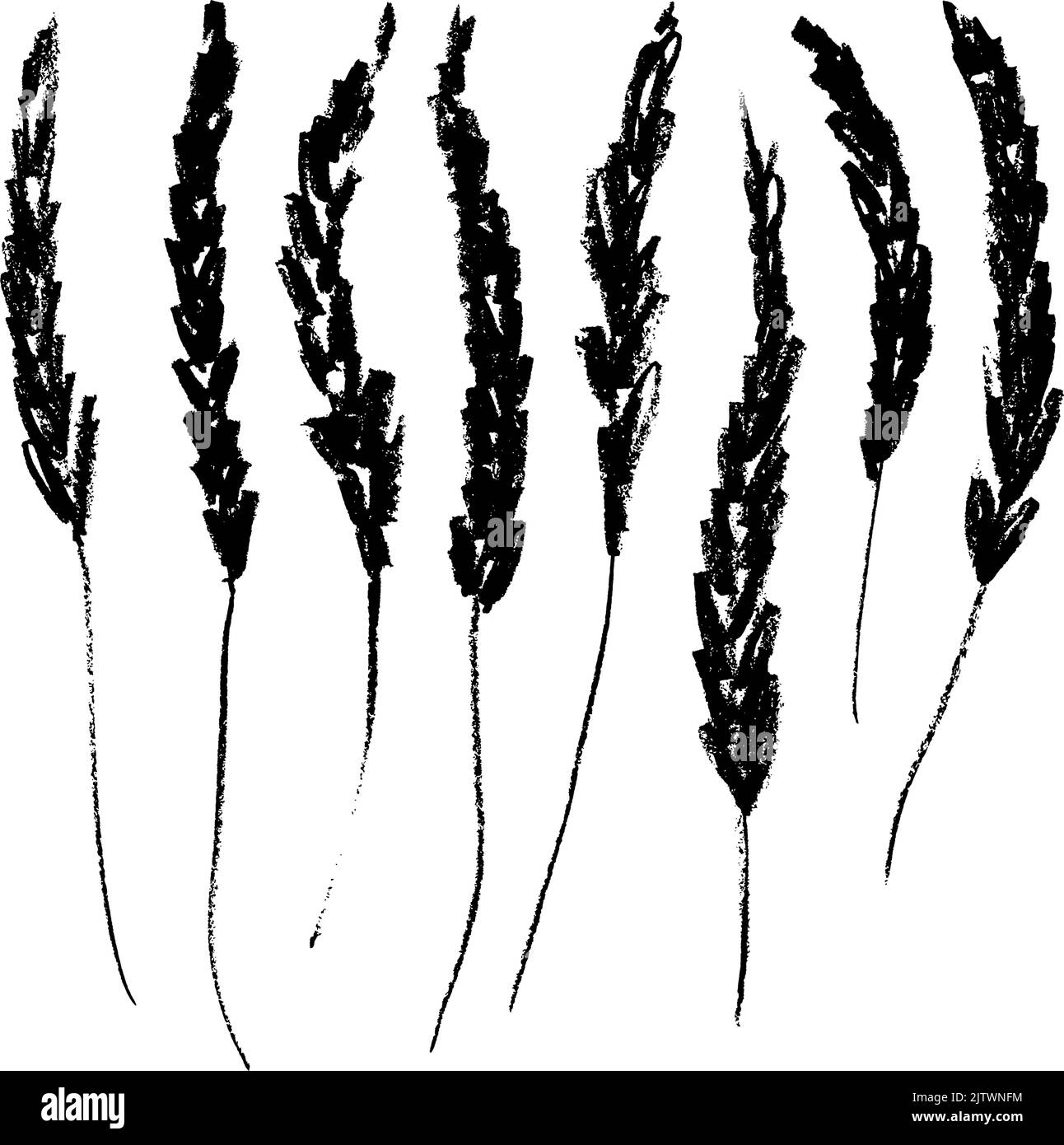 Set di steli di lavanda da disegno a mano vettoriale. Illustrazione Vettoriale