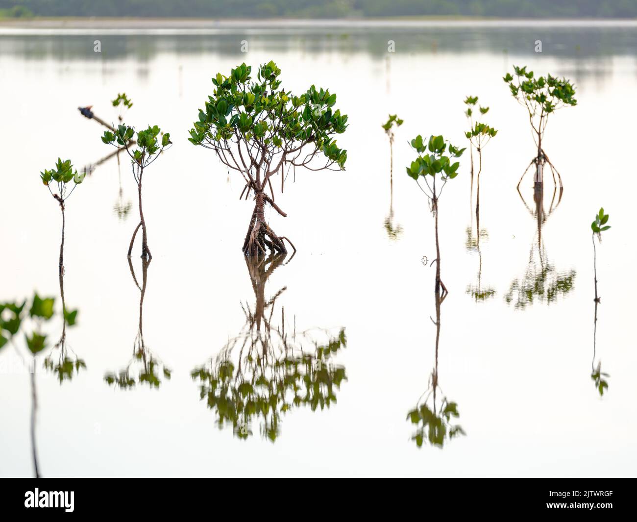 Mangrovie Foto Stock
