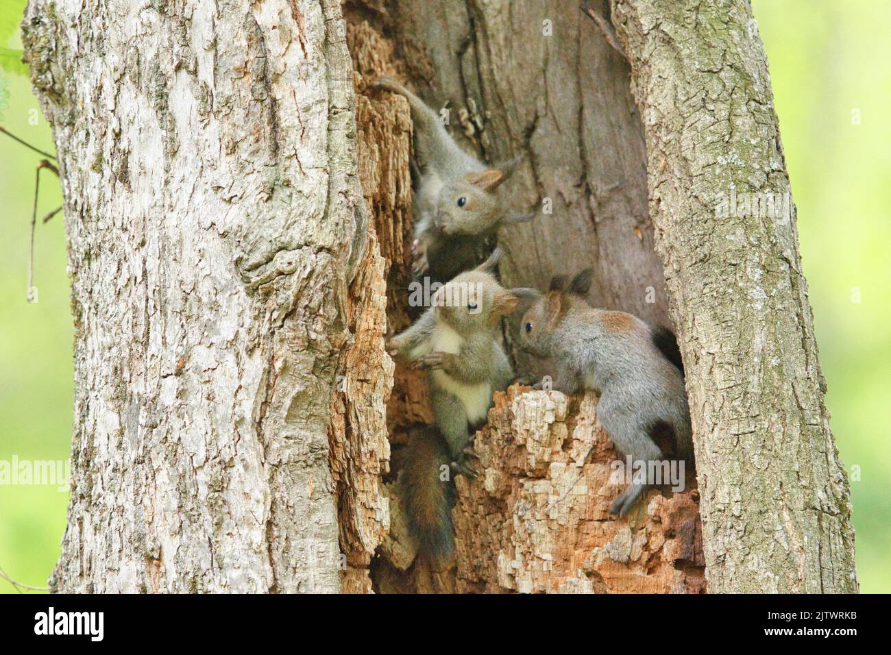 La famiglia degli scoiattoli immagini e fotografie stock ad alta  risoluzione - Alamy