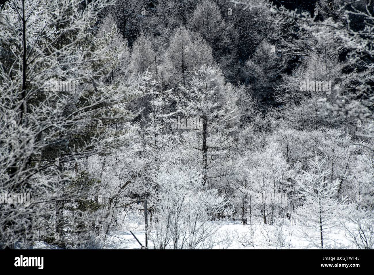 Stagno di Tashiro in inverno, Kamikochi, Prefettura di Nagano, Giappone Foto Stock