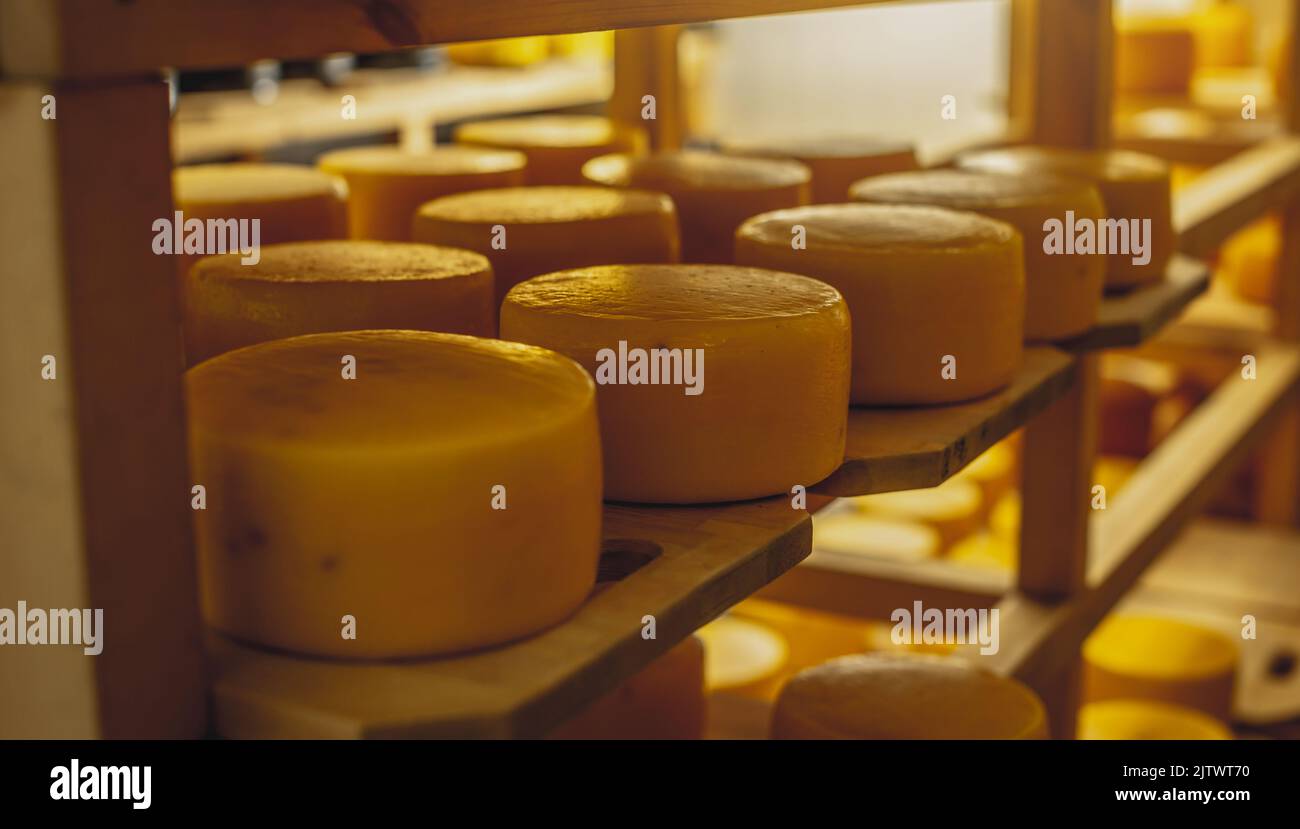 Cheeseheads con stendersi sugli scaffali del deposito per la maturazione. Il concetto di produzione di formaggi e latticini europei Foto Stock