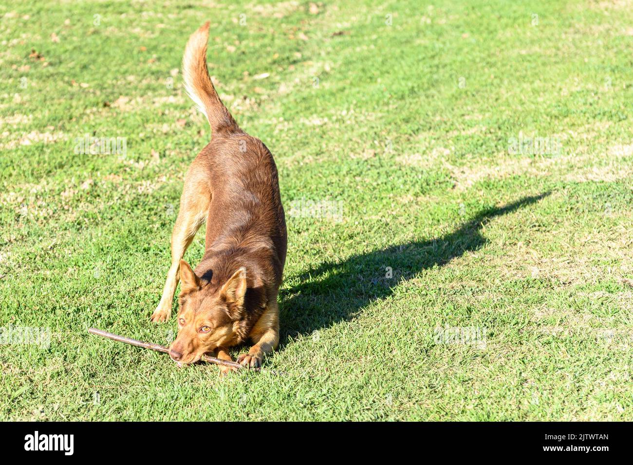 Una kelpie australiana marrone e bianco che gioca con un bastone Foto Stock