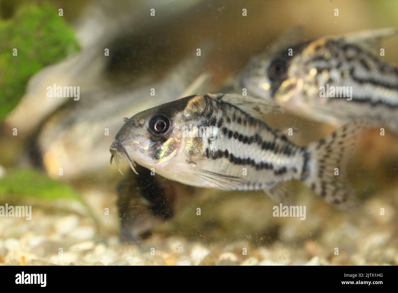 Le bande-pesce gatto (Corydoras schwartzi) un pesce ornamentale popolare Foto Stock